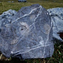Stone with fossils close to Quartelhuain